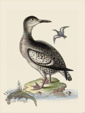 Edwards 050 Spotted Greenland